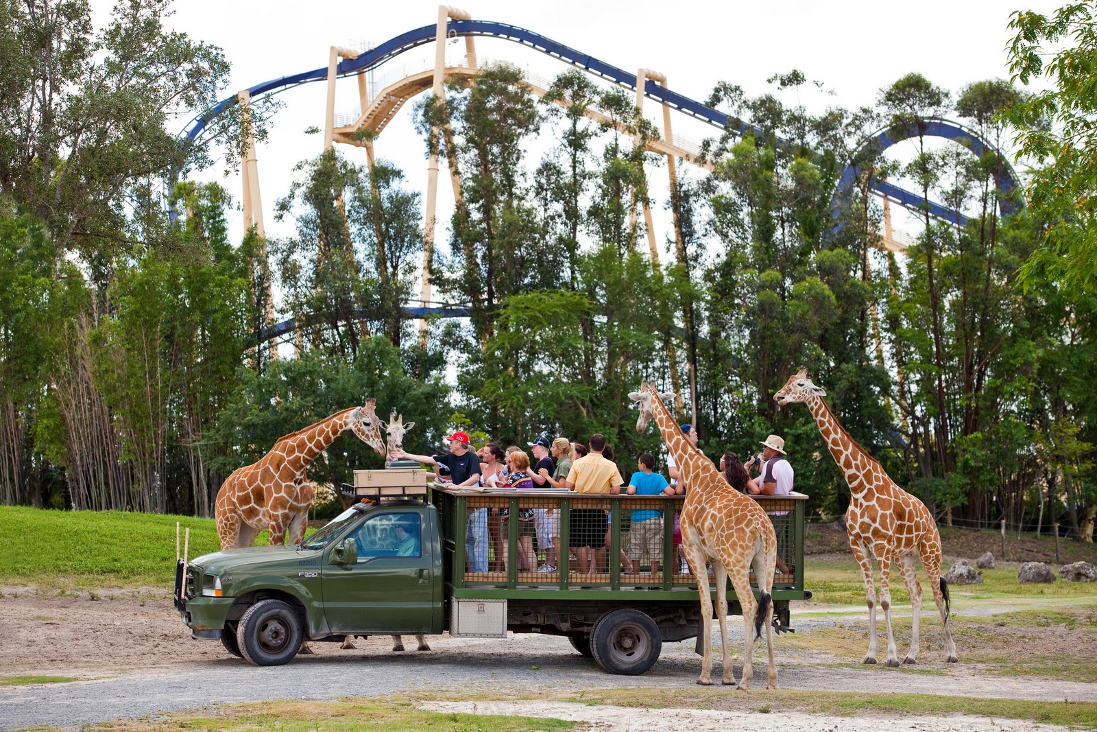 Animal Kingdom - Disney - Giraffe Feeding - Orlando - Theme Park - Florida